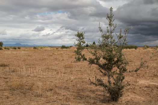 Field in the autumn. Just several bushes and trees Mountains in the background. Intense cloudy sky.