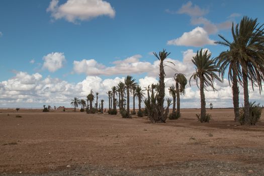 Palm alley in the moroccan nature. Cloudy sky.