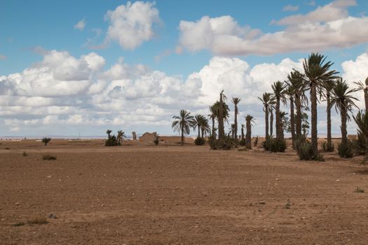 Palm alley in the moroccan nature. Cloudy sky.