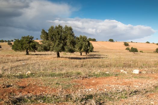 Autumn cloudy day. Dry soil with green old olive trees.