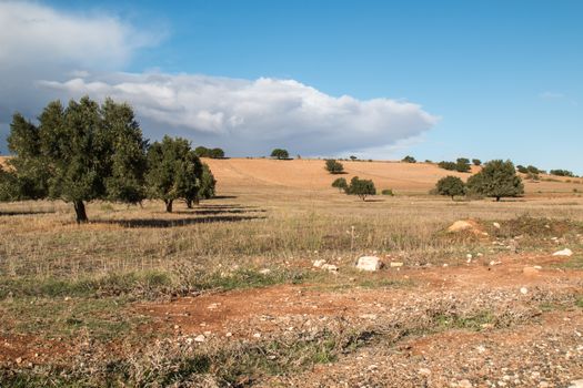 Autumn cloudy day. Dry soil with green old olive trees.