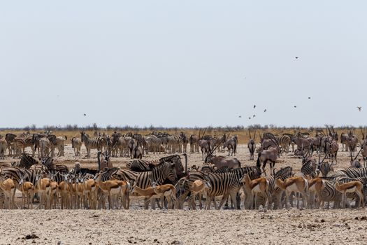 Crowded waterhole with zebras, springbok and orix. Etosha national Park, Ombika, Kunene, Namibia. True wildlife photography