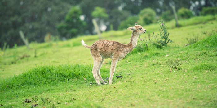 Baby Alpaca, also called Cria in a field during the day in Queensland