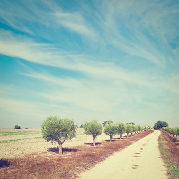 Olive Alley Between the Plowed Fields in Spain, Instagram Effect