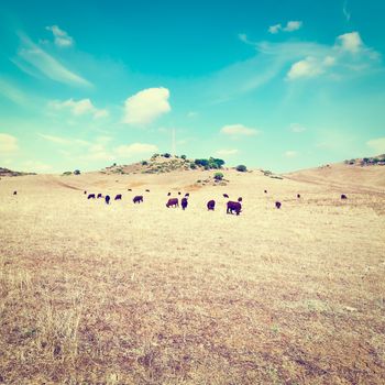 Cows Grazing on Dried Pasture in Spain, Instagram Effect