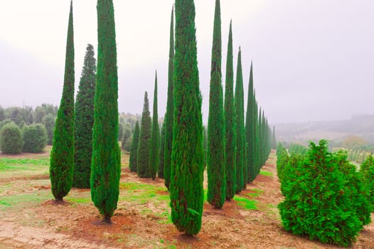 Cypress Trees in the Nursery Garden in Tuscany in a Rainy Day