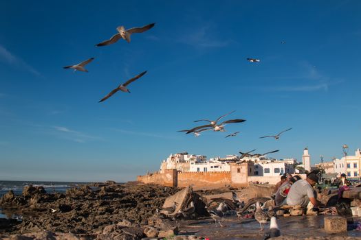 Coast of the ocean with few fishermen cleaning the fishes. City Essaouira in the background. Flying and waiting seagulls.