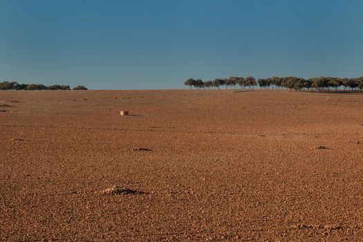 Morning field in the country. Intense color of the soil, olive trees on the horizon. Blue sky.