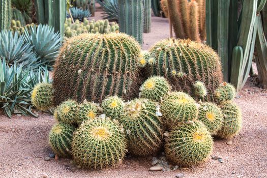 Group of cactus plants in Jardin Majorelle in Marrakesh, Morocco.