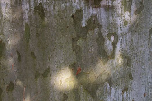 Spot of sunlight on the skin of an old tree. Contrasting natural wooden and green parts.