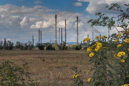 Fight of the nature and industry. Yellow wild flowers with a background of many chimneys of a factory. Sky with many clouds.