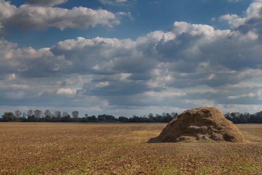 Field in the period of harvest. Pile of straw. Forest in the background. Cloudy sky.