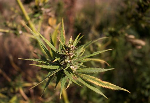 Grown up cannabis. Growing by the field. Plant in a sunshine.