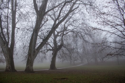 Dreamy early winter morning in a park. Intense fog after a rainy night.