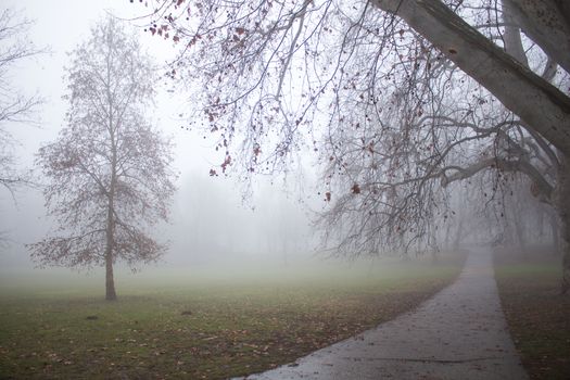 Dreamy early winter morning in a park. Intense fog after a rainy night.