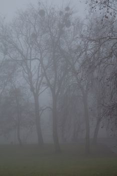 Early morning in the winter after a night rain. Intense fog, still green grass, trees almost without leaves.