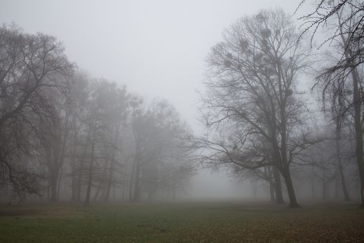 Early morning in the winter after a night rain. Intense fog, still green grass, trees almost without leaves.