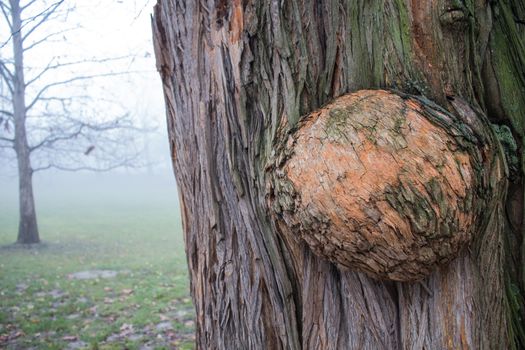 Detail of an old tree trunk. Misty park in the background.