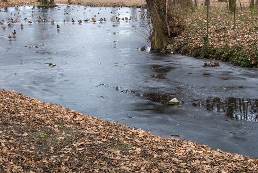 Small river with a thin ice layer. Big group of ducks in the background.