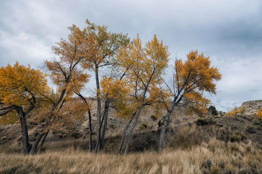 Mountain Landscape in Western Colorado, United States