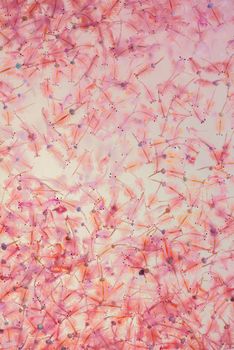Artemia plankton Brine shrimp