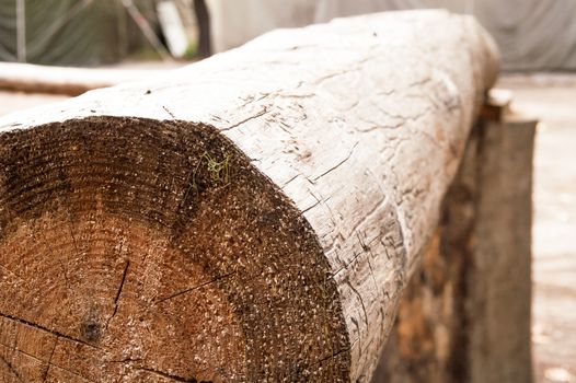 wooden bench from a large circular log