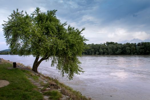 Early summer cloudy evening. Tree beside a river and forest on the other side.