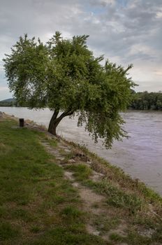 Early summer cloudy evening. Tree beside a river and forest on the other side.