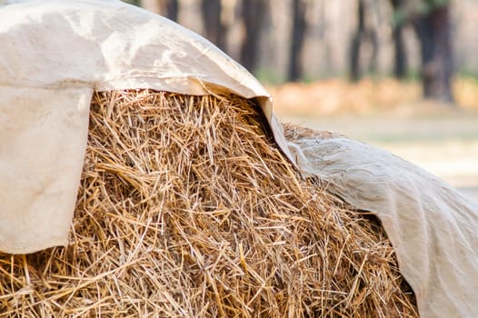 stack of straw covered with a tent in the woods