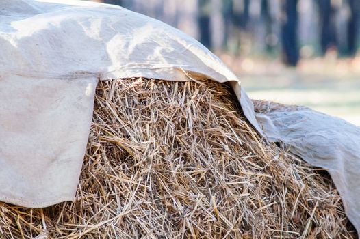 stack of straw covered with a tent in the woods