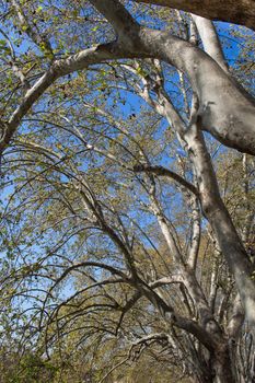 Trees shrouds, trunks and branches with small leaves. Blue sky in the background.