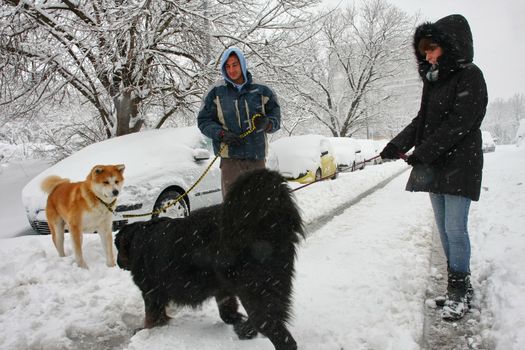 Young man and girl with their puppies of Akita and Newfoundlander enjoying the snow