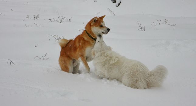 Akita Inu and Samoyed playing in the snow