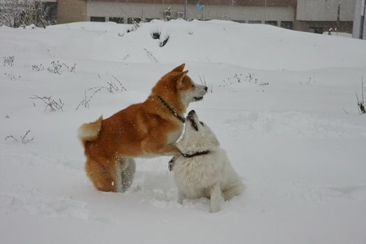 Akita Inu and Samoyed playing in the snow