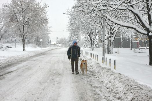 Akita Inu and its owner walking in the blizzard