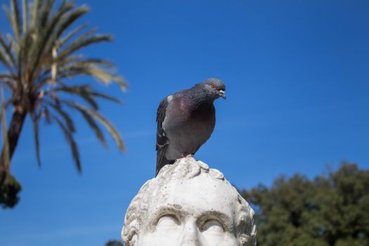 In a park in the city center of Rome, there is a statue of italian sculptor Antonio Canova. This time in a company of a pigeon.