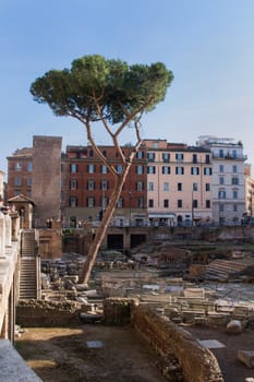 Ancient ruins in the italian capital Rome. High tree. Residential houses in the background. Clear blue sky.