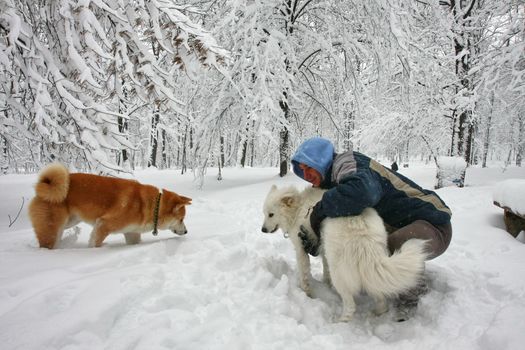 Man with Akita Inu and Samoyed in the forest covered with snow