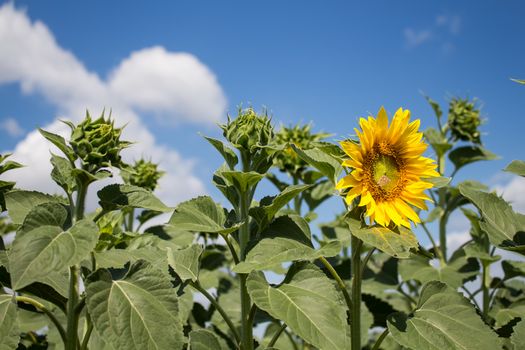 Yellow sunflower with a butterfly. The other flowers in the filed has still just sprouts. Summer blue sky with white clouds.