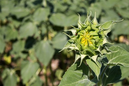 Sunflower sprout opened little bit to show the yellow leaves inside of the sprout. Green field in the background.