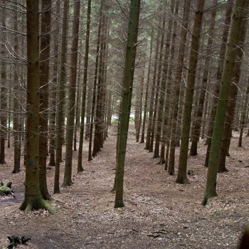 Landscape forest in denmark in the summer