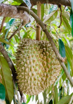 Fresh durian on its tree in the orchard