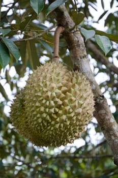 Durian on the tree