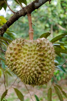 Monthong Durian