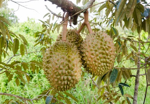 Fresh durians on its tree in the orchard