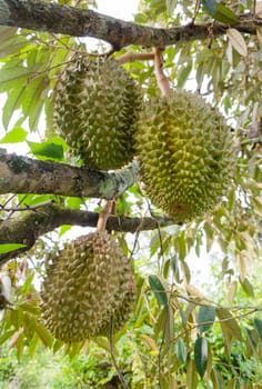 Fresh durians on its tree in the orchard