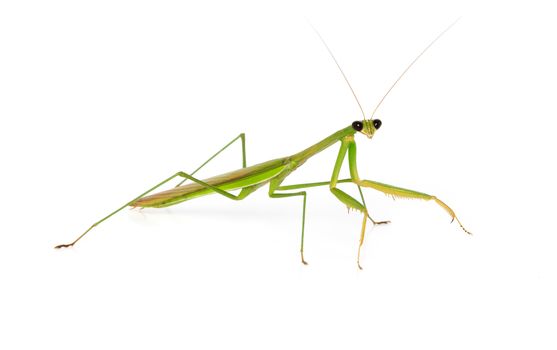 Macro green Mantis isolate on white background