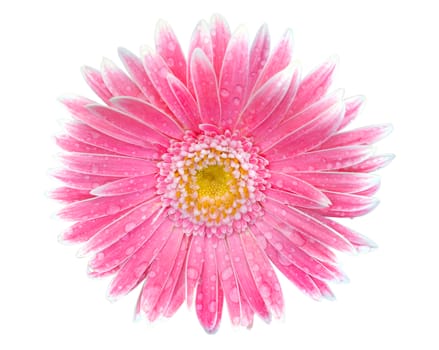 pink flower of gerbera isolated on white background