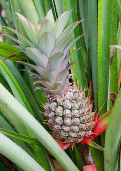 Tropical fruit of pineapple field