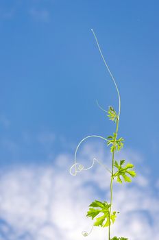 Green plant growing into the blue sky.